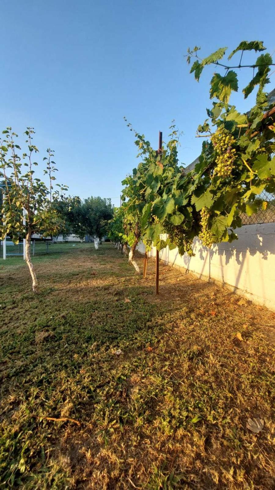 Pomegranate Tree House - Meteora ξενώνας Καλαμπάκα Εξωτερικό φωτογραφία
